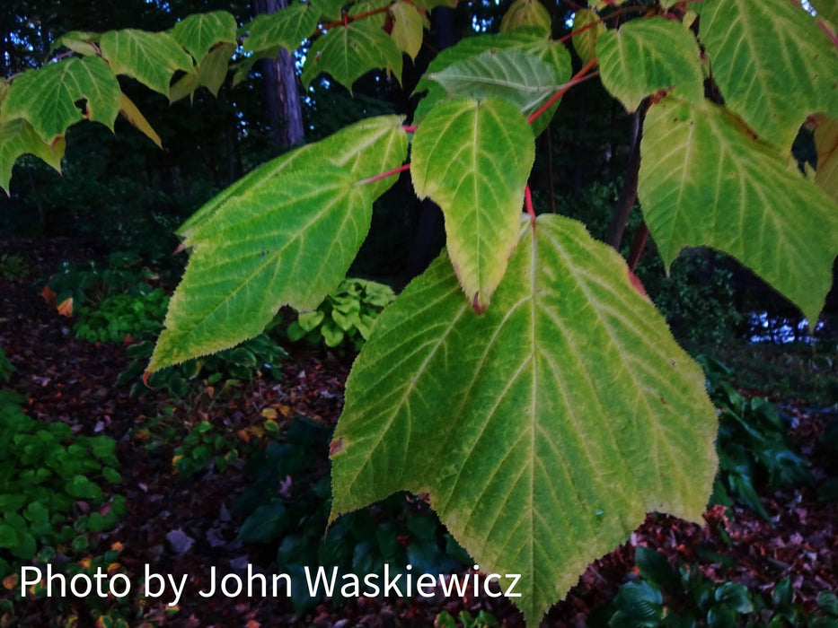 Acer pensylvanicum 'Erythrocladum' Snakebark maple