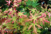 - FOR PICKUP ONLY | Acer palmatum 'Nebula' Variegated Japanese Maple | DOES NOT SHIP - Mr Maple │ Buy Japanese Maple Trees
