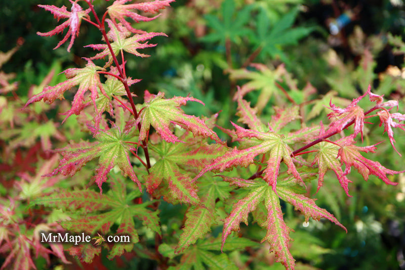 - FOR PICKUP ONLY | Acer palmatum 'Nebula' Variegated Japanese Maple | DOES NOT SHIP - Mr Maple │ Buy Japanese Maple Trees