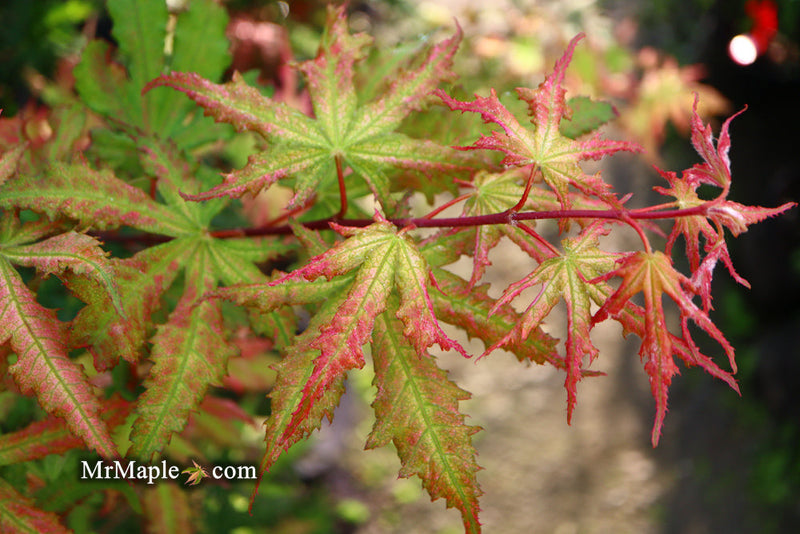 - FOR PICKUP ONLY | Acer palmatum 'Nebula' Variegated Japanese Maple | DOES NOT SHIP - Mr Maple │ Buy Japanese Maple Trees