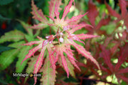 - FOR PICKUP ONLY | Acer palmatum 'Nebula' Variegated Japanese Maple | DOES NOT SHIP - Mr Maple │ Buy Japanese Maple Trees