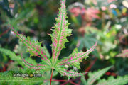 - FOR PICKUP ONLY | Acer palmatum 'Nebula' Variegated Japanese Maple | DOES NOT SHIP - Mr Maple │ Buy Japanese Maple Trees