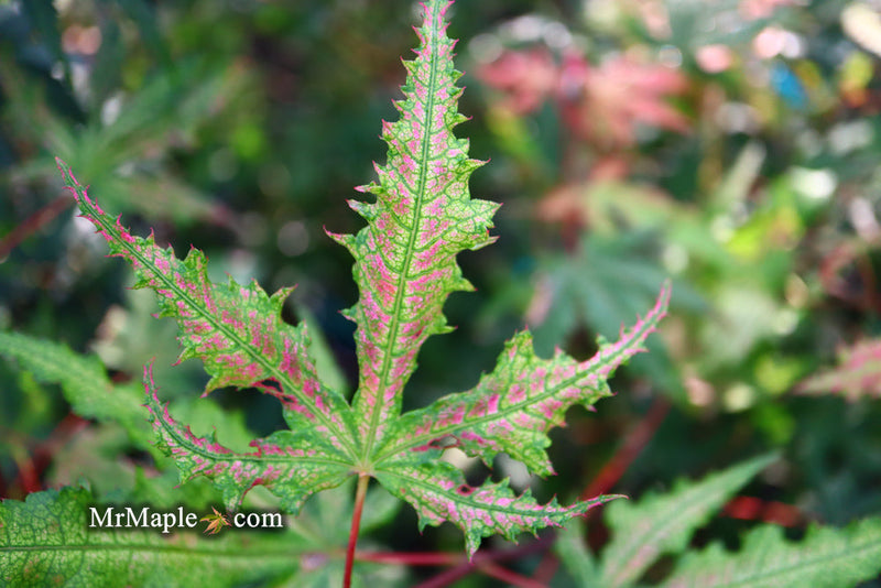 - FOR PICKUP ONLY | Acer palmatum 'Nebula' Variegated Japanese Maple | DOES NOT SHIP - Mr Maple │ Buy Japanese Maple Trees