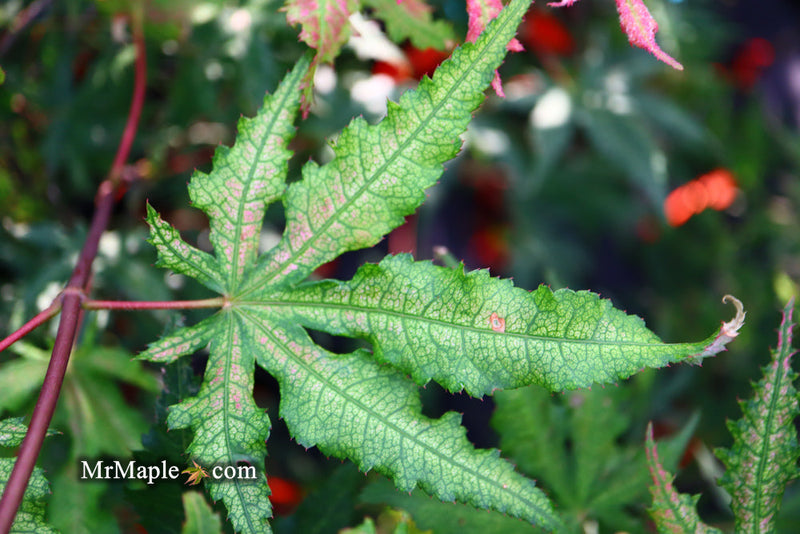 - FOR PICKUP ONLY | Acer palmatum 'Nebula' Variegated Japanese Maple | DOES NOT SHIP - Mr Maple │ Buy Japanese Maple Trees