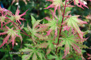 - FOR PICKUP ONLY | Acer palmatum 'Nebula' Variegated Japanese Maple | DOES NOT SHIP - Mr Maple │ Buy Japanese Maple Trees