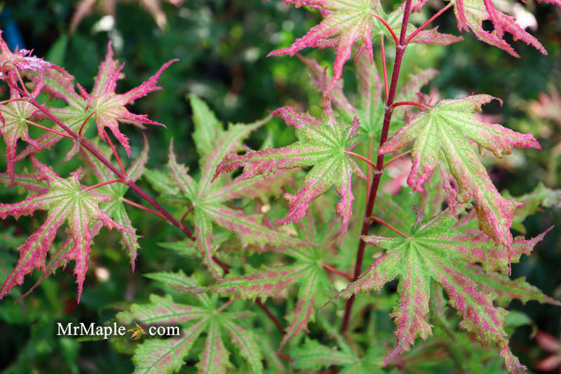 - FOR PICKUP ONLY | Acer palmatum 'Nebula' Variegated Japanese Maple | DOES NOT SHIP - Mr Maple │ Buy Japanese Maple Trees
