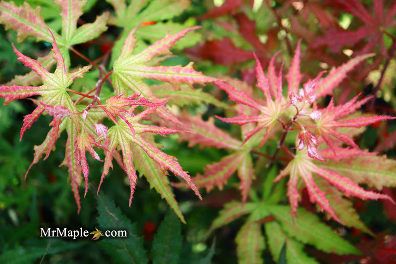 - FOR PICKUP ONLY | Acer palmatum 'Nebula' Variegated Japanese Maple | DOES NOT SHIP - Mr Maple │ Buy Japanese Maple Trees