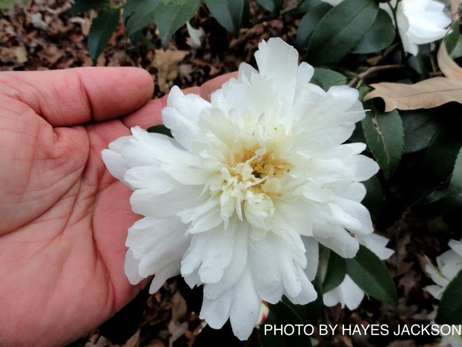 Camellia x 'Winter's Waterlily' Hardy White Flowering Camellia