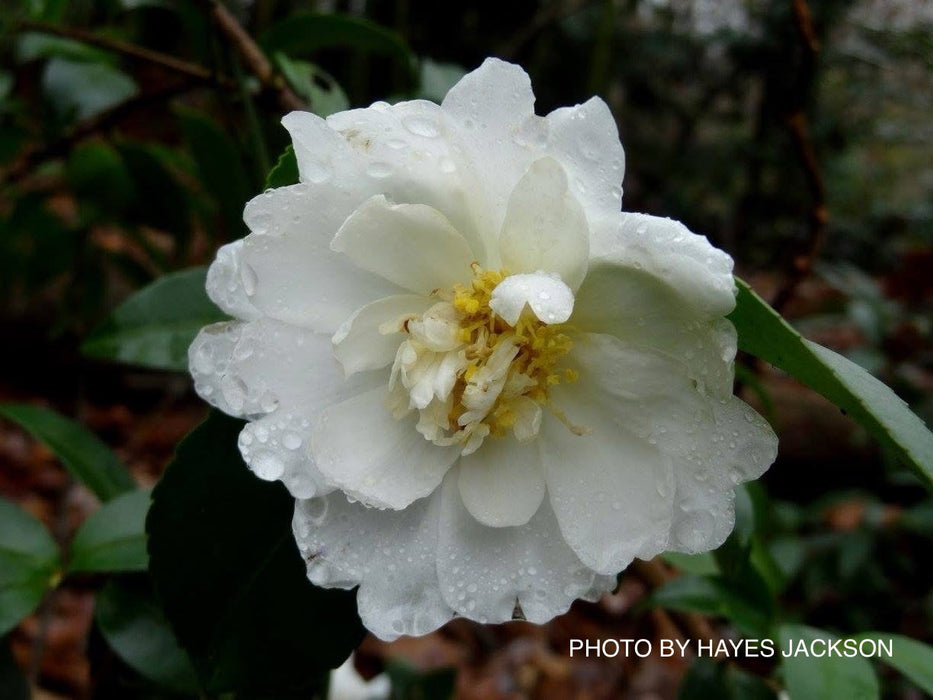 Camellia x 'Winter's Waterlily' Hardy White Flowering Camellia