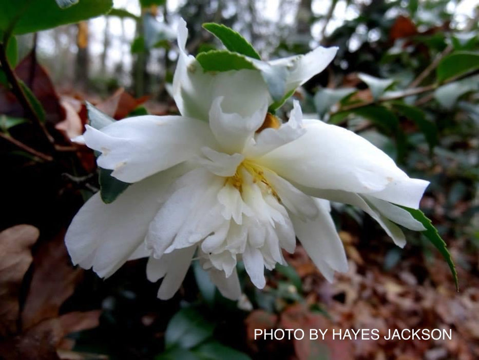 Camellia x 'Winter's Waterlily' Hardy White Flowering Camellia