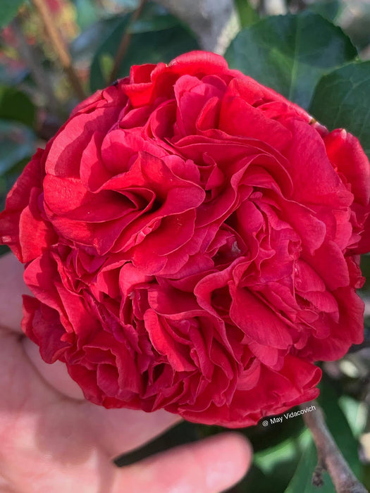 Camellia japonica 'Professor Sargent' Red Flowering Camellia