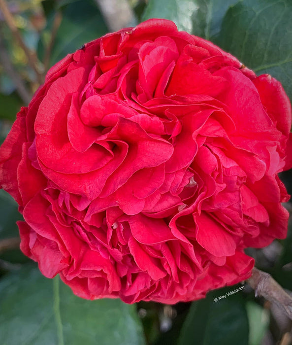 Camellia japonica 'Professor Sargent' Red Flowering Camellia