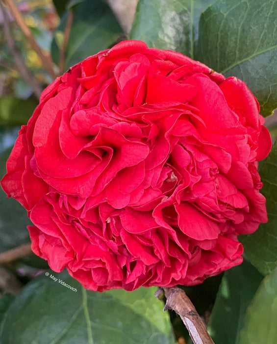 Camellia japonica 'Professor Sargent' Red Flowering Camellia