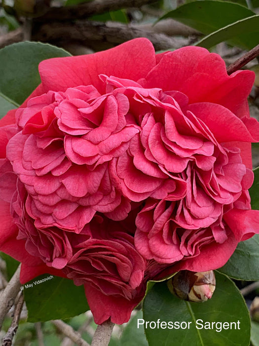 Camellia japonica 'Professor Sargent' Red Flowering Camellia