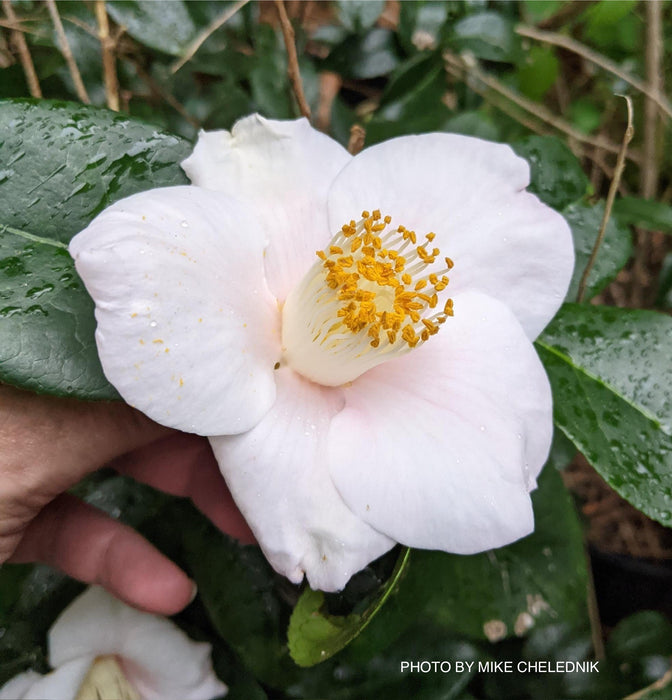 Camellia japonica 'Autumn Mist' Pink Flowering Camellia