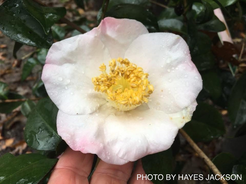 Camellia japonica 'Autumn Mist' Pink Flowering Camellia