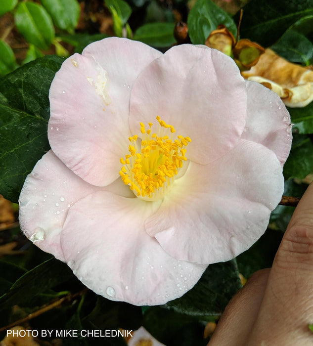 Camellia japonica 'Autumn Mist' Pink Flowering Camellia