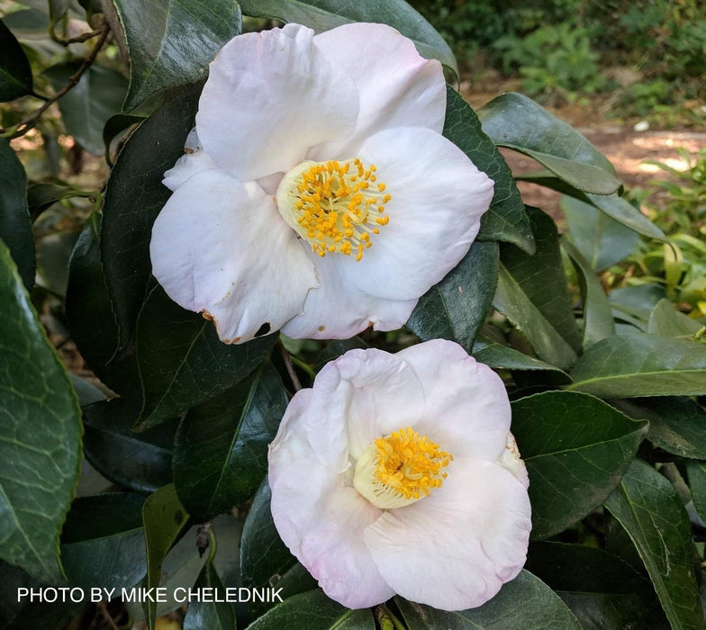 Camellia japonica 'Autumn Mist' Pink Flowering Camellia