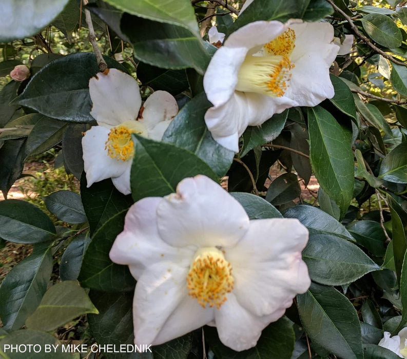 Camellia japonica 'Autumn Mist' Pink Flowering Camellia