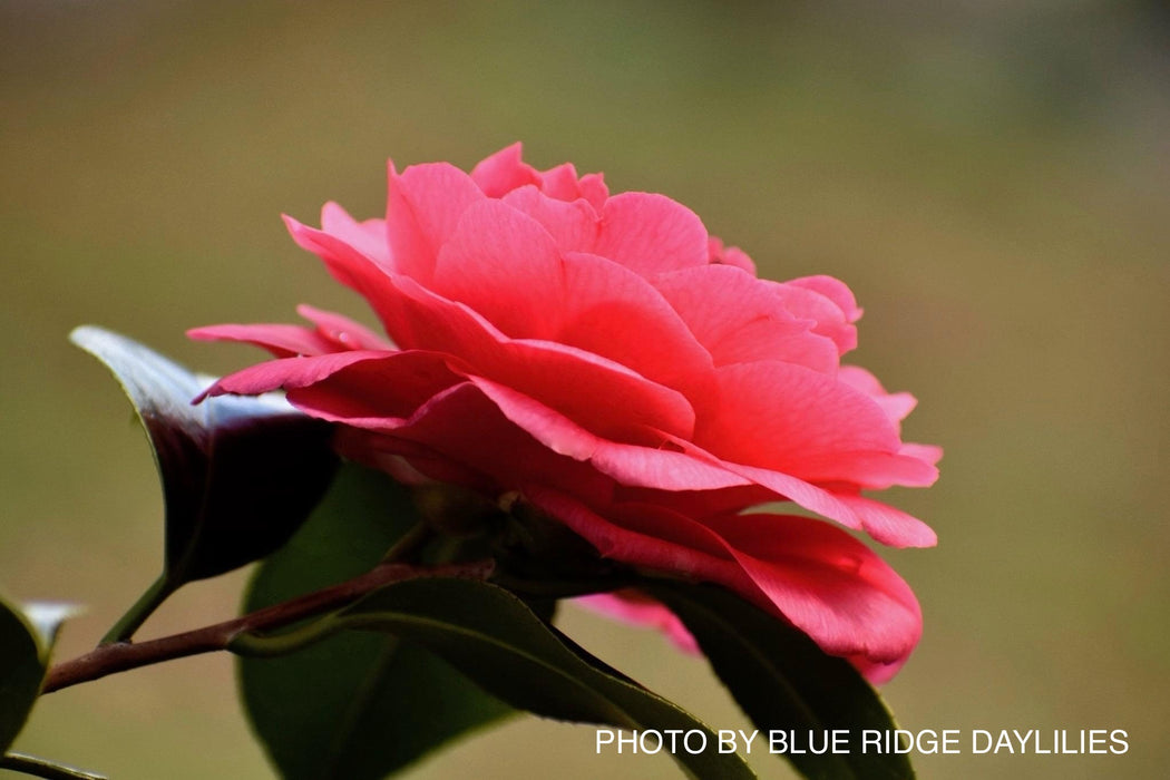 Camellia japonica 'Kumasaka' Pink Flowering Camellia