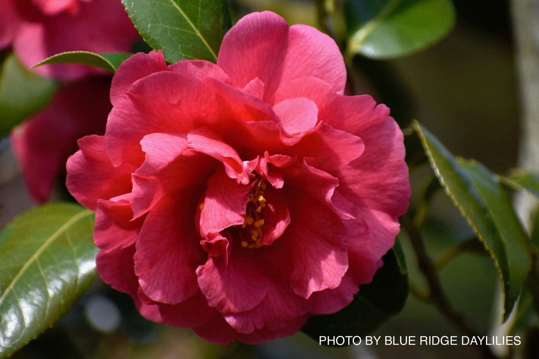 Camellia japonica 'Kumasaka' Pink Flowering Camellia