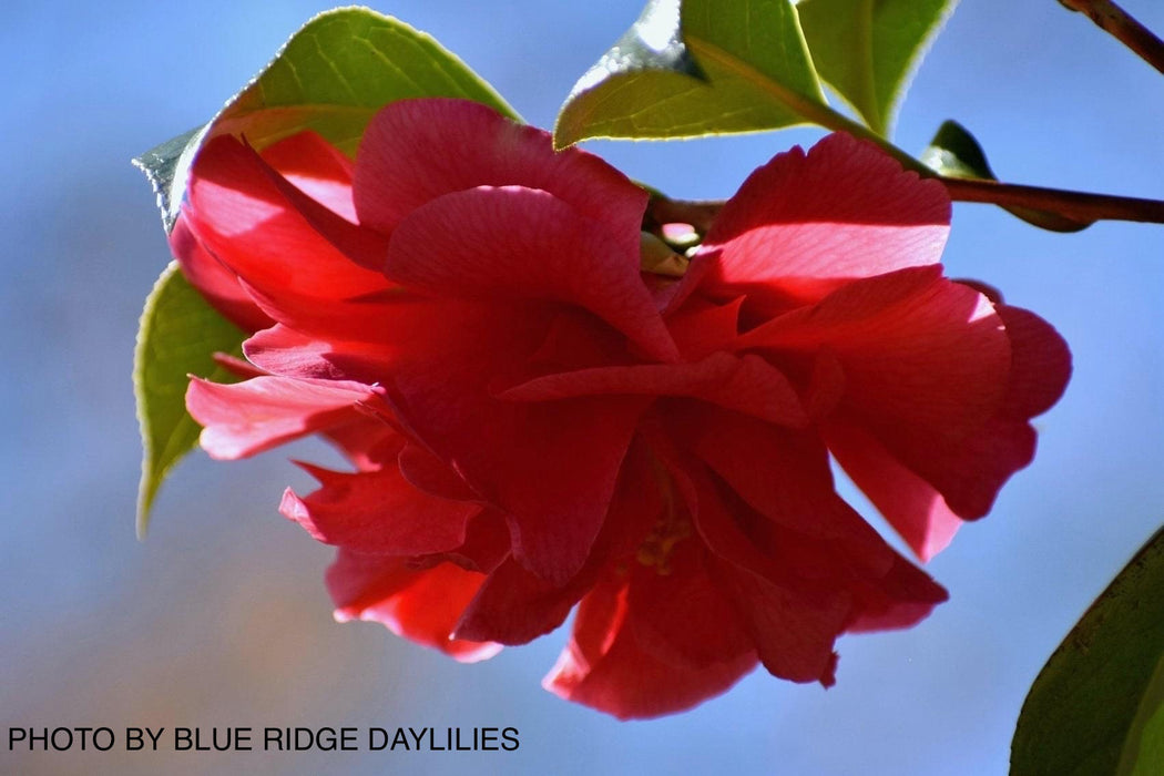 Camellia japonica 'Kumasaka' Pink Flowering Camellia