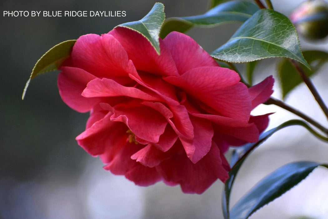 Camellia japonica 'Kumasaka' Pink Flowering Camellia