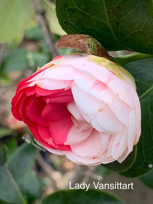 Camellia japonica 'Lady Vansittart' Pink Flowering Camellia