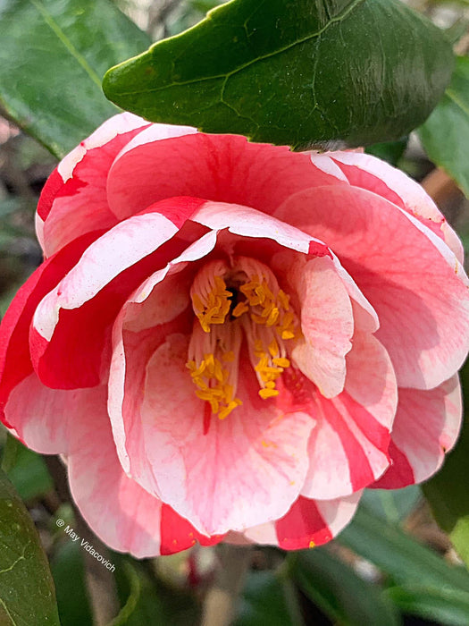 Camellia japonica 'Lady Vansittart' Pink Flowering Camellia