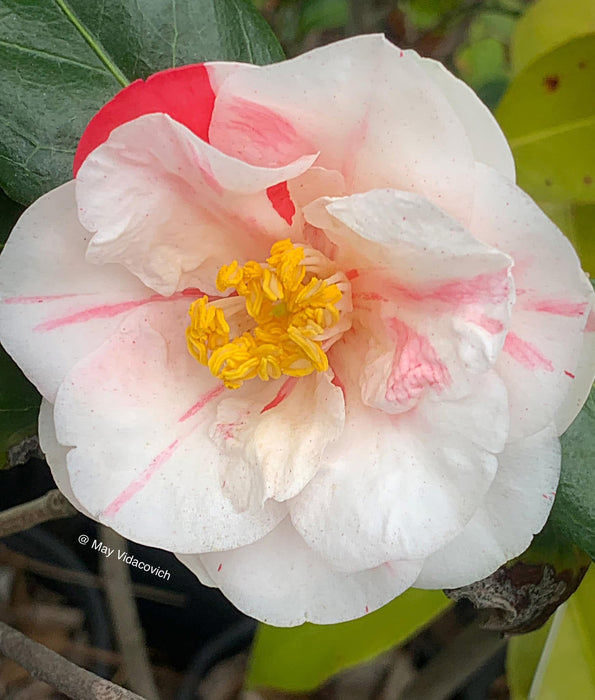 Camellia japonica 'Lady Vansittart' Pink Flowering Camellia