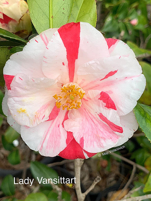 Camellia japonica 'Lady Vansittart' Pink Flowering Camellia