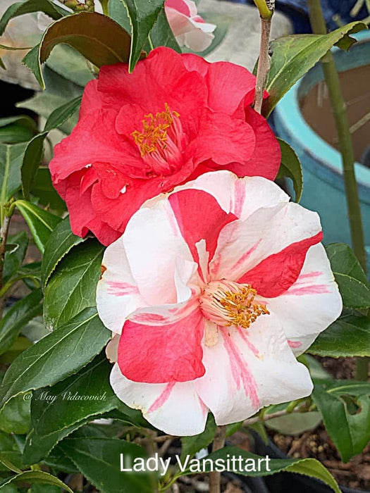 Camellia japonica 'Lady Vansittart' Pink Flowering Camellia