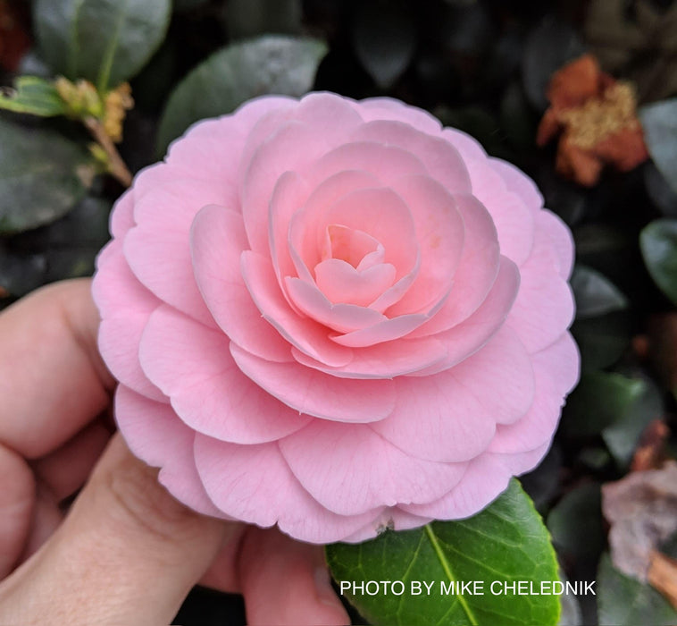 Camellia japonica 'Otome' Pink Flowering Camellia