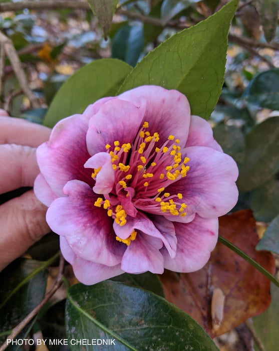 Camellia japonica 'Tama Vino' Red Flowering Camellia