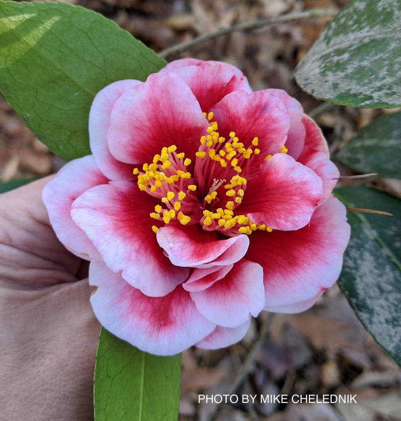 Camellia japonica 'Tama Vino' Red Flowering Camellia
