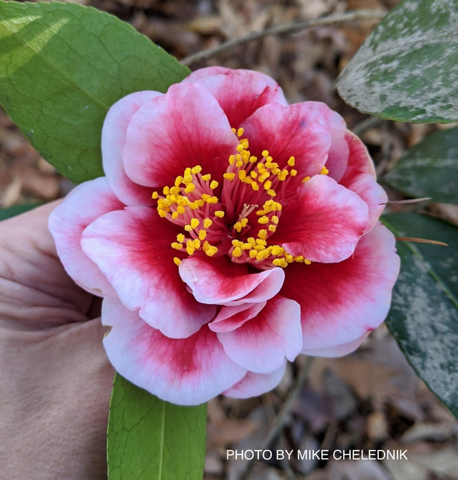 Camellia japonica 'Tama Vino' Red Flowering Camellia