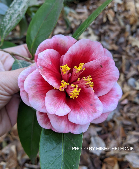 Camellia japonica 'Tama Vino' Red Flowering Camellia