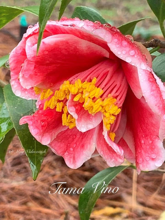 Camellia japonica 'Tama Vino' Red Flowering Camellia