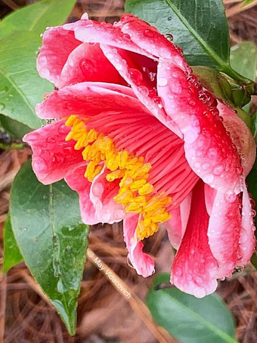 Camellia japonica 'Tama Vino' Red Flowering Camellia