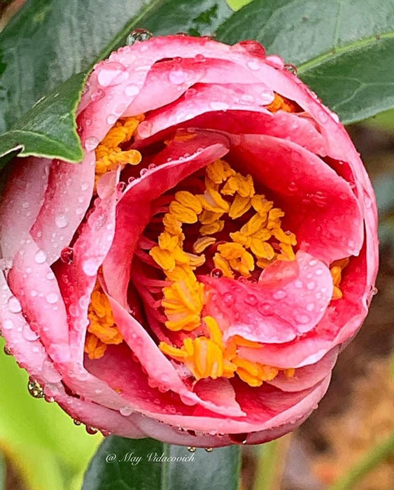 Camellia japonica 'Tama Vino' Red Flowering Camellia