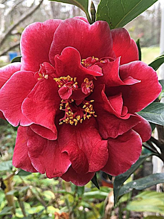 Camellia japonica 'Tama Vino' Red Flowering Camellia