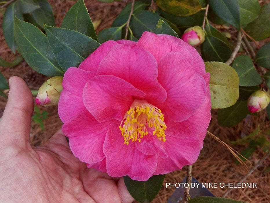 Camellia x williamsii ‘Charlean' Pink Flowering Camellia