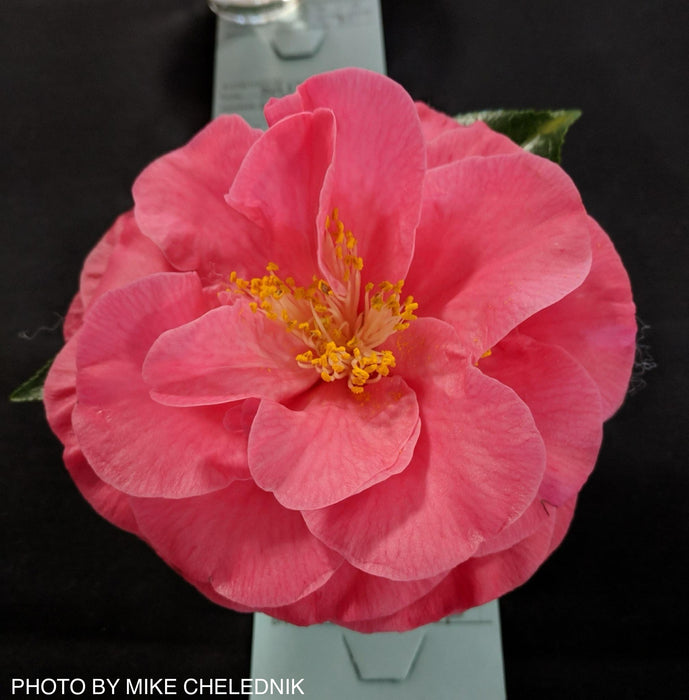 Camellia x williamsii ‘Charlean' Pink Flowering Camellia