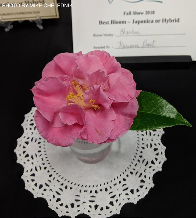 Camellia x williamsii ‘Charlean' Pink Flowering Camellia