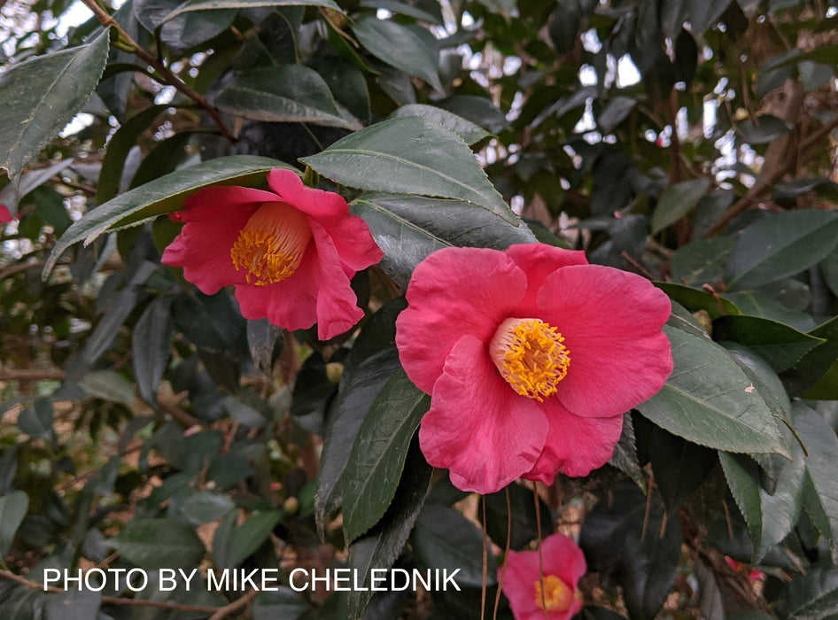 Camellia japonica 'Spring's Promise' Pink Flowering Camellia