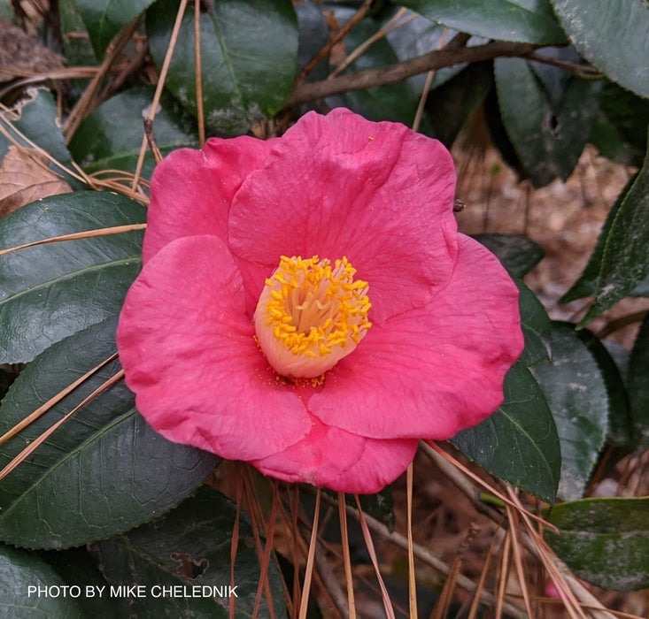 Camellia japonica 'Spring's Promise' Pink Flowering Camellia