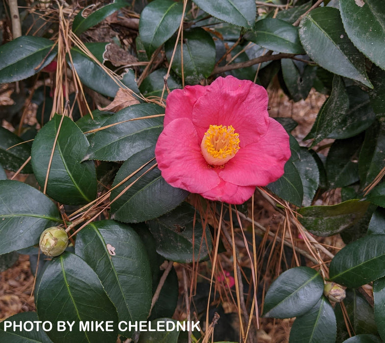 Camellia japonica 'Spring's Promise' Pink Flowering Camellia