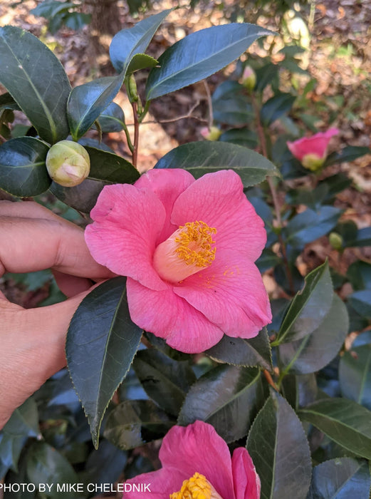 Camellia japonica 'Spring's Promise' Pink Flowering Camellia