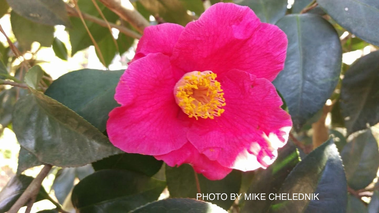 Camellia japonica 'Spring's Promise' Pink Flowering Camellia