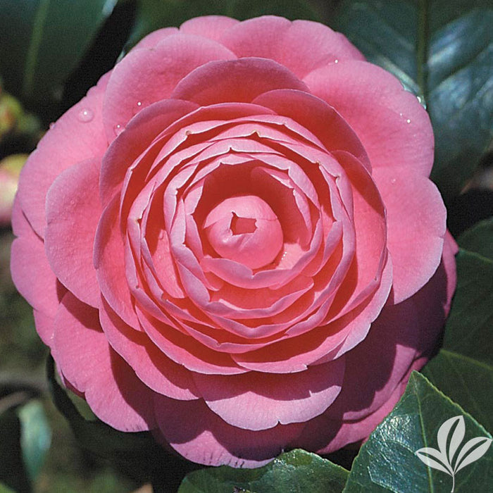 Camellia japonica 'Jack's' Pink Flowering Camellia